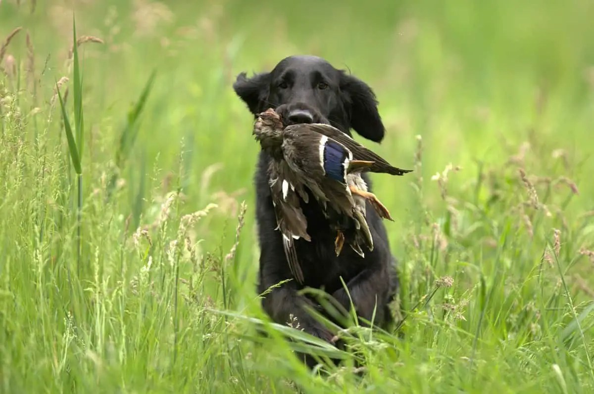 Best Duck Carriers Buying & Review Guide OutdoorMeta
