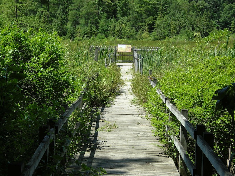 Saul Lake Bog Nature Preserve Outdoor Michigan