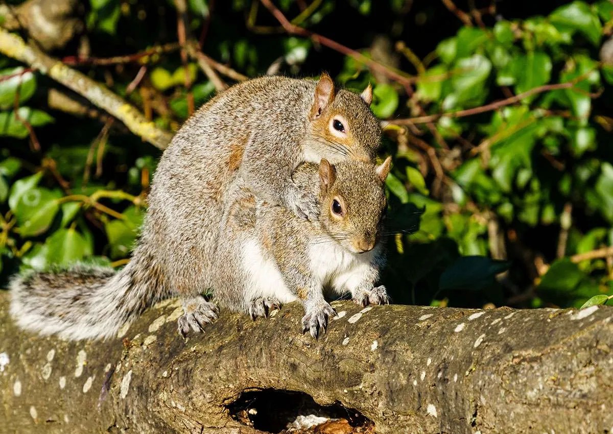 When Is Squirrel Mating Season?