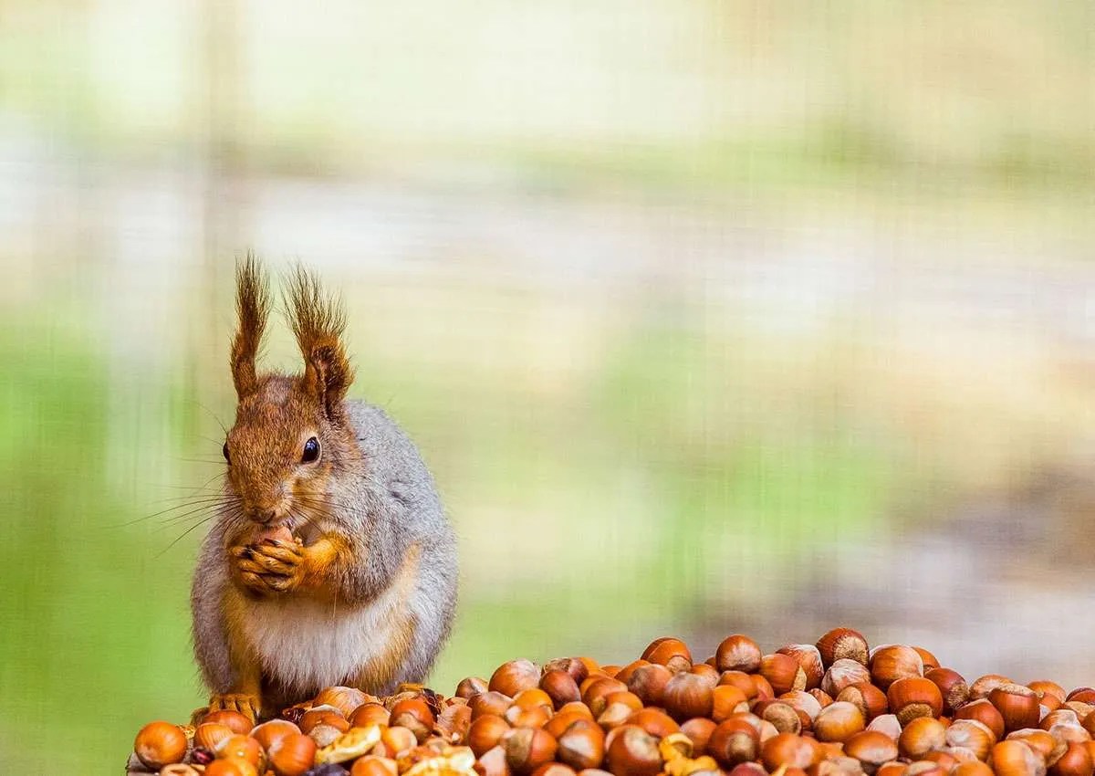 Why Do Squirrels Like Acorns? Outdoor Pests