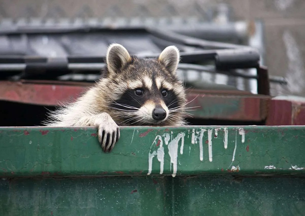 6 Scents Raccoons Hate Outdoor Pests