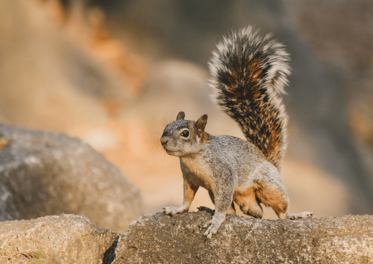 Are Squirrel Droppings Dangerous? Outdoor Pests