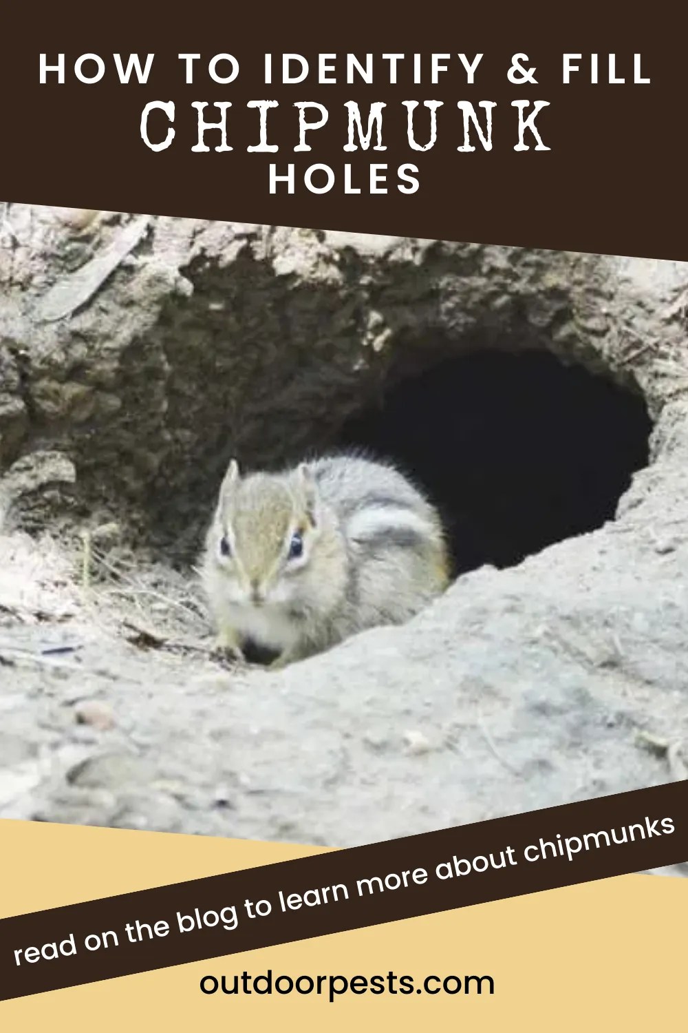 Identifying and Filling Chipmunk Holes Outdoor Pests