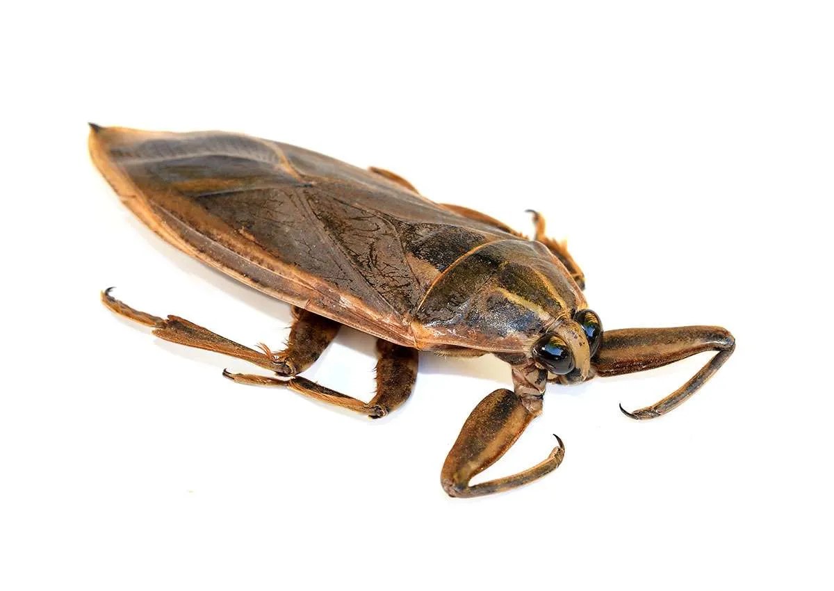 Types of Bugs that Look Like Baby Roaches Outdoor Pests