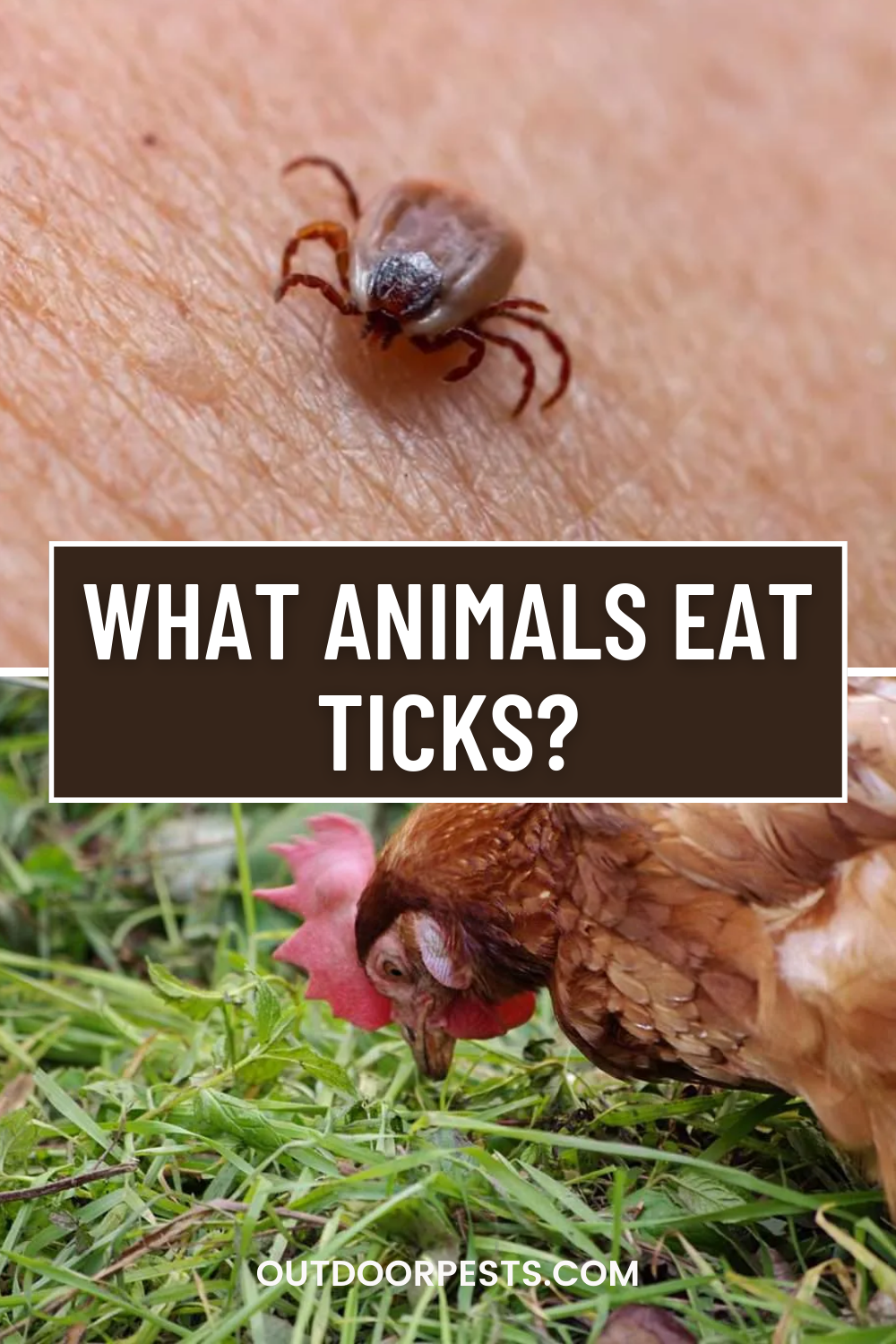What Animals Eat Ticks? Outdoor Pests