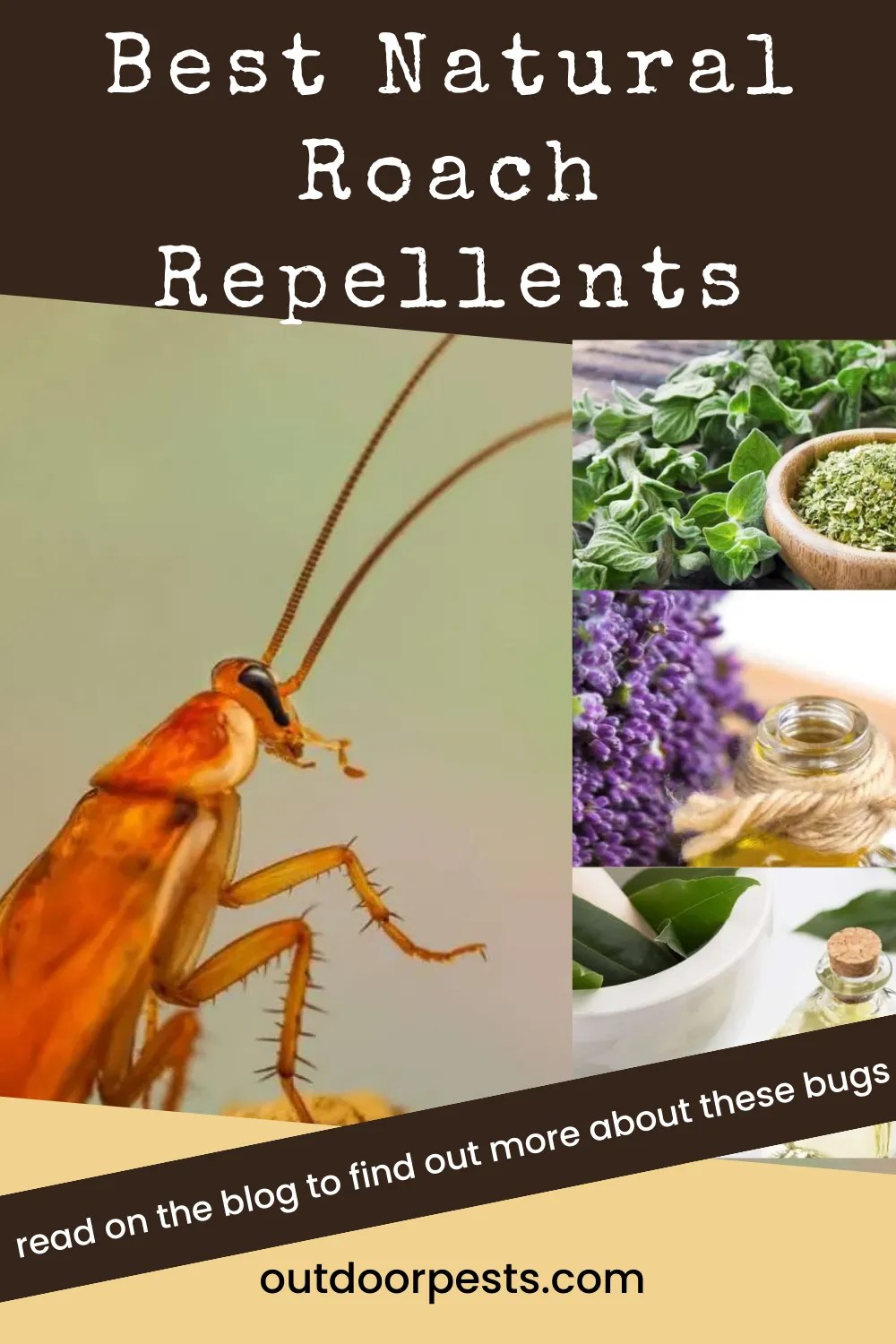 Best Natural Roach Repellents Outdoor Pests