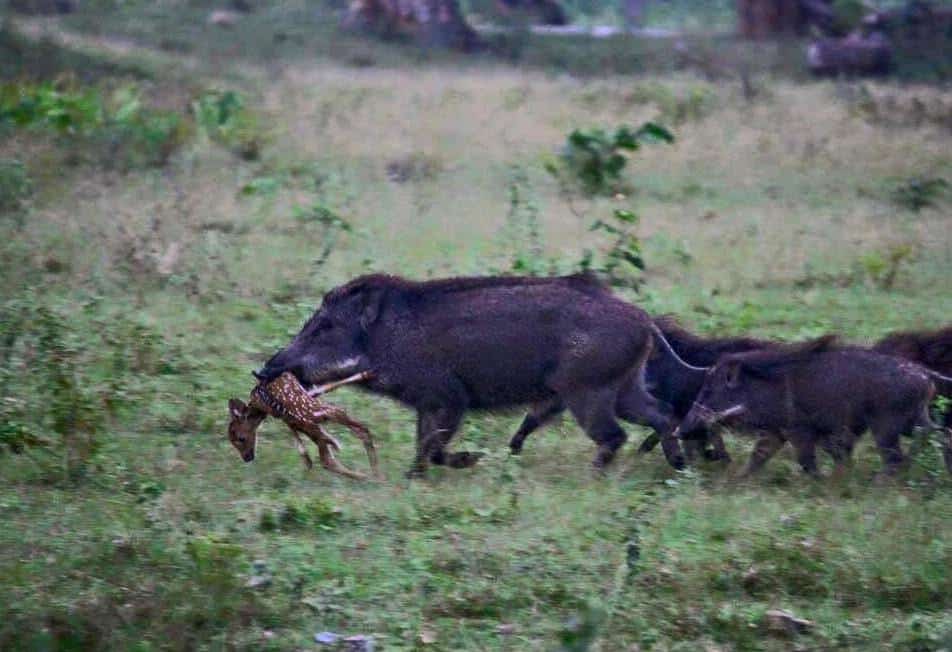 Blowing Up Feral Hogs with Tannerite Makes for Explosive Video