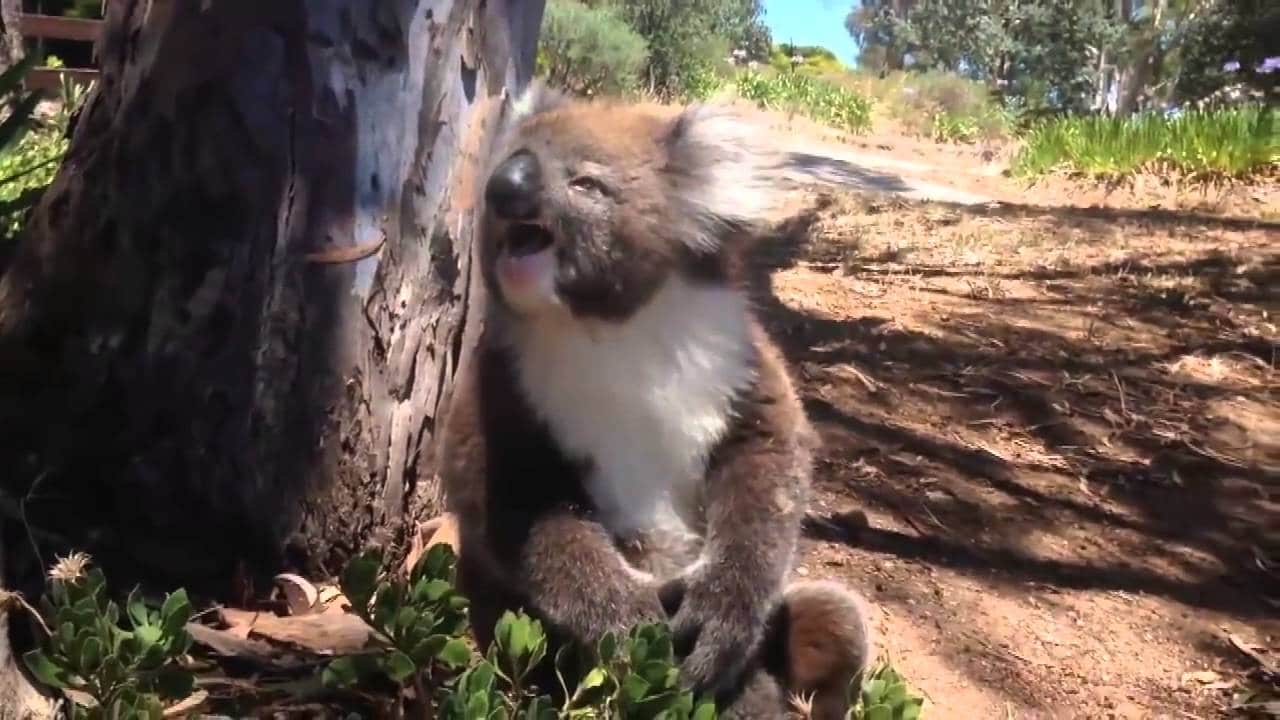 Koala Gets Kicked Out of Tree Twice and Cries Both Times Outdoors360