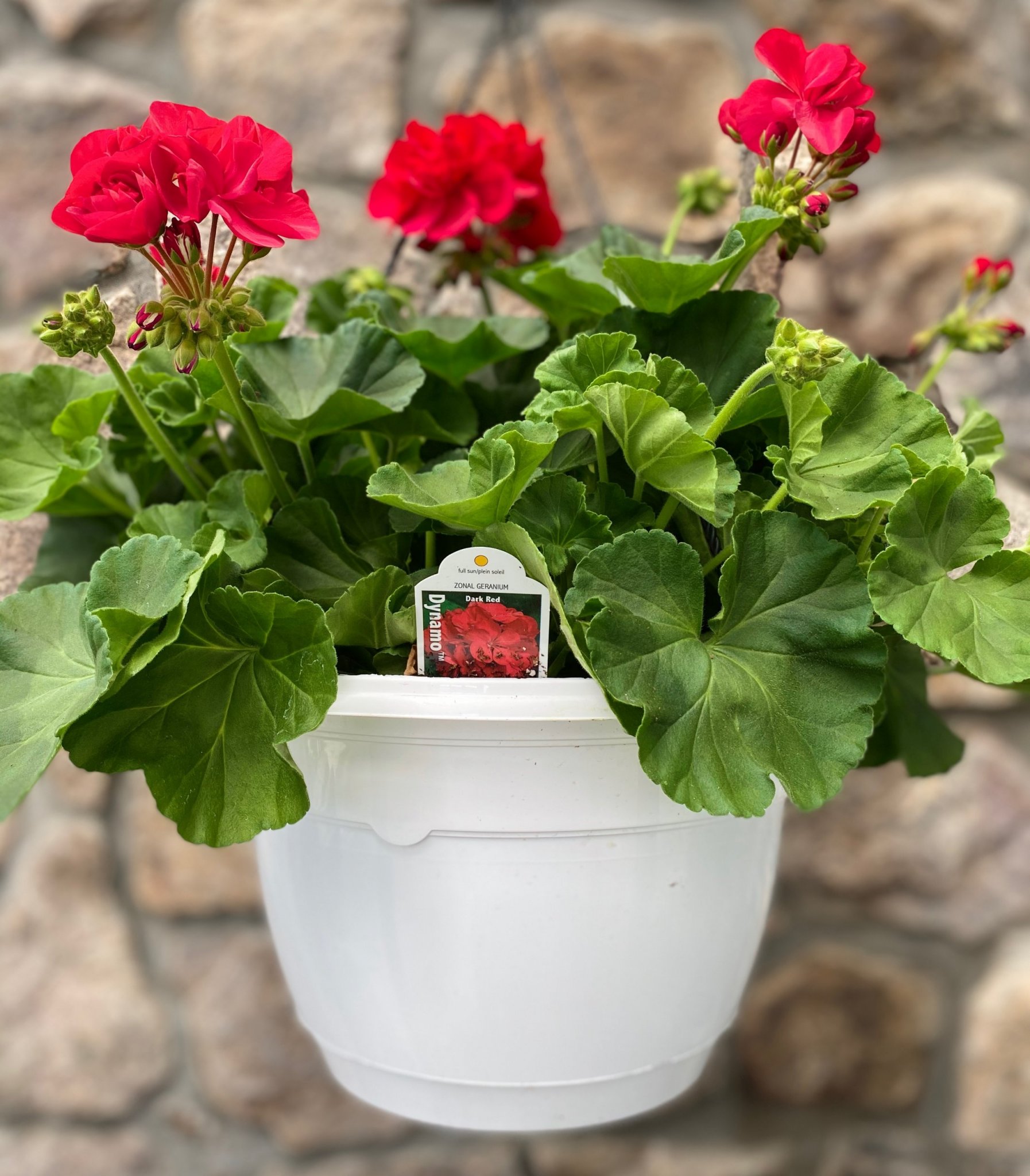 Geranium Dark Red Hanging Basket Outdoor Showplace