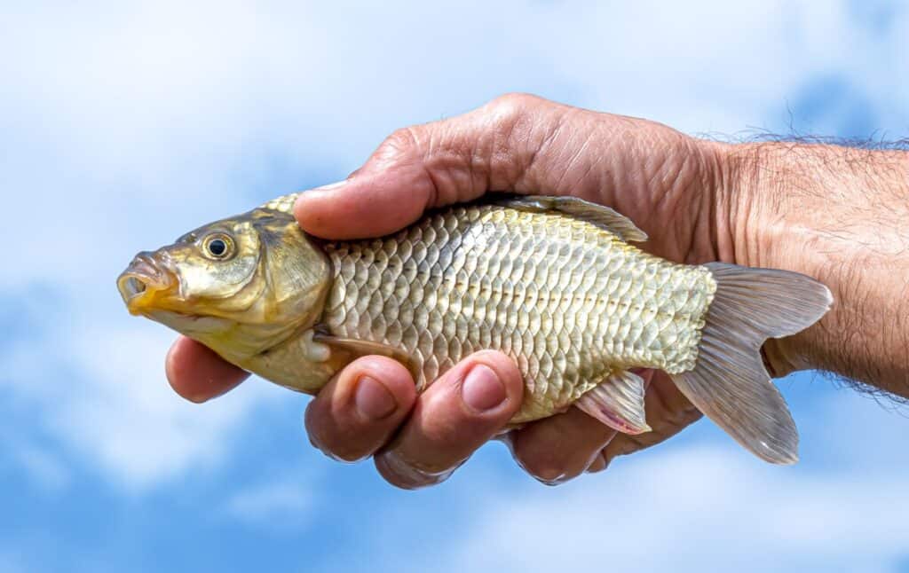 11 Smart Ways for Getting Fish Smell Off Your Hands Outdoor Troop