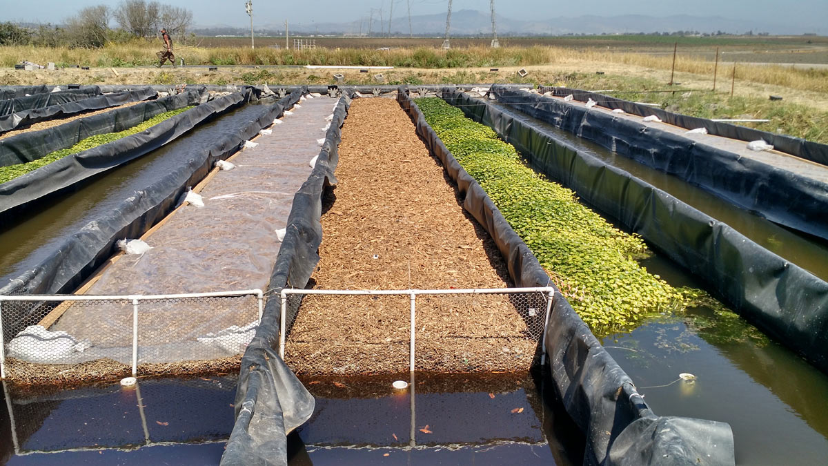 Cleaner Farms with Bacteria UCSC Science Notes