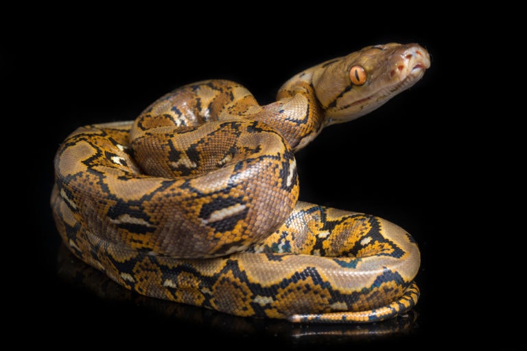 Meet the Reticulated Python World's Longest Snake