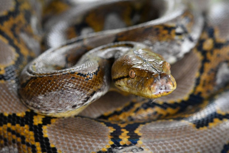 Meet the Reticulated Python World's Longest Snake