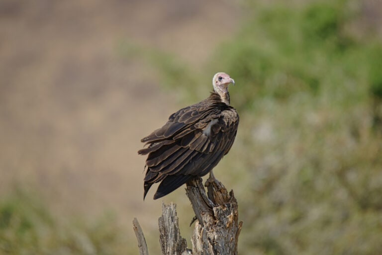 23 Types of Vultures Nature’s CleanUp Crew