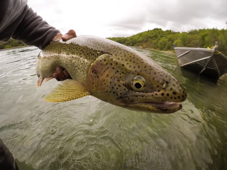 Anchorage Fishing Guides Fish Wild Alaskan Rivers Outgoing Angling