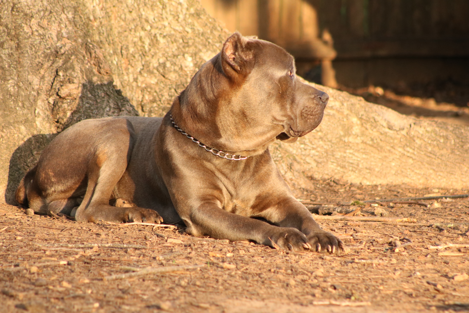 Cane Corso DIESEL Outlaw Kennel