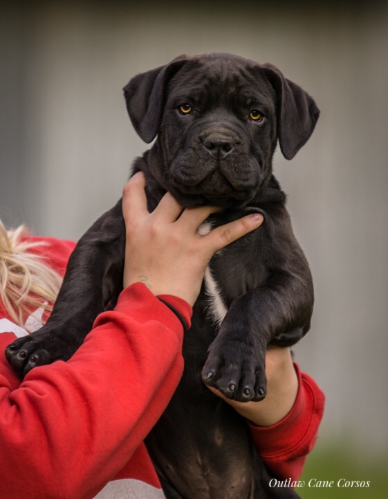 Outlaw Kennel Cane Corso Puppies for sale The Outlaw Bloodline!