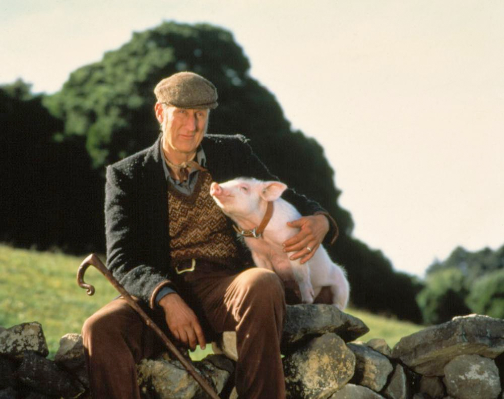 Babe | VERN'S REVIEWS on the FILMS of CINEMA