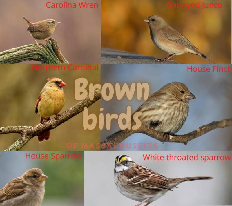 6 brown birds found in Massachusetts (list and photos!) Outlife Expert
