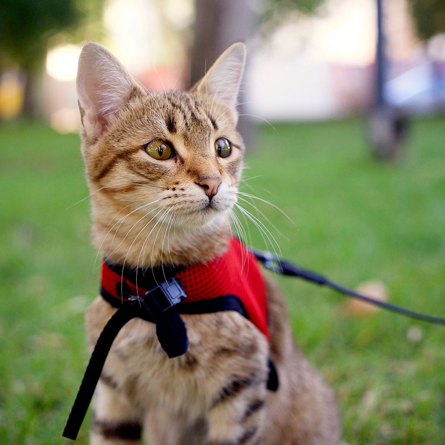 Best Cat Harness Reviews & Buying Guide (Jan. 2021