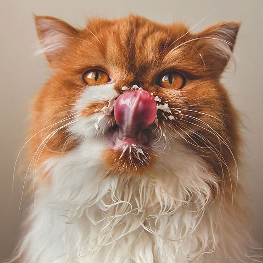 Can Cats Drink Milk • Outlinist