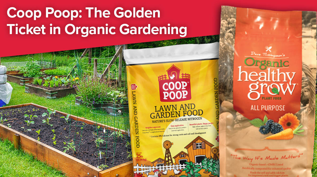 Coop Poop The Golden Ticket in Organic Gardening Arett Outlook