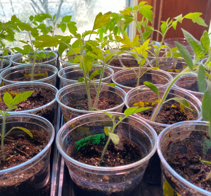 How to set your plant starts up for success Out On These Acres