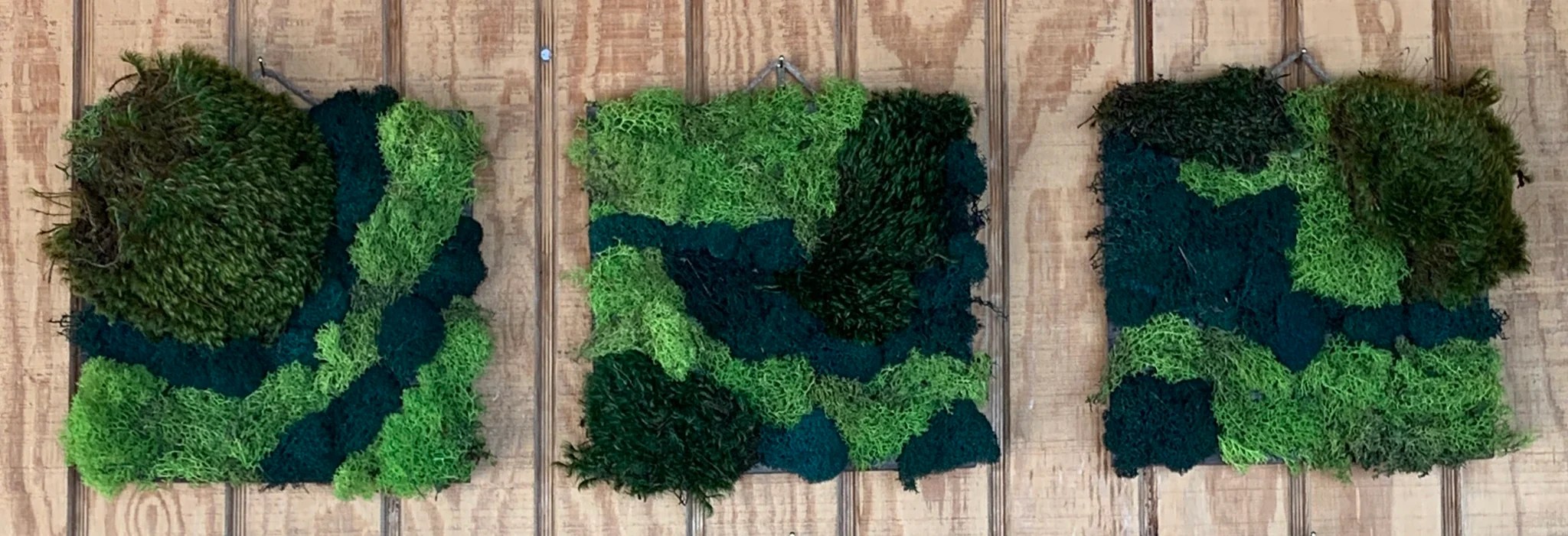 Moss Wall Art Sustainable Living Wall Decor 10"x10" Outside In