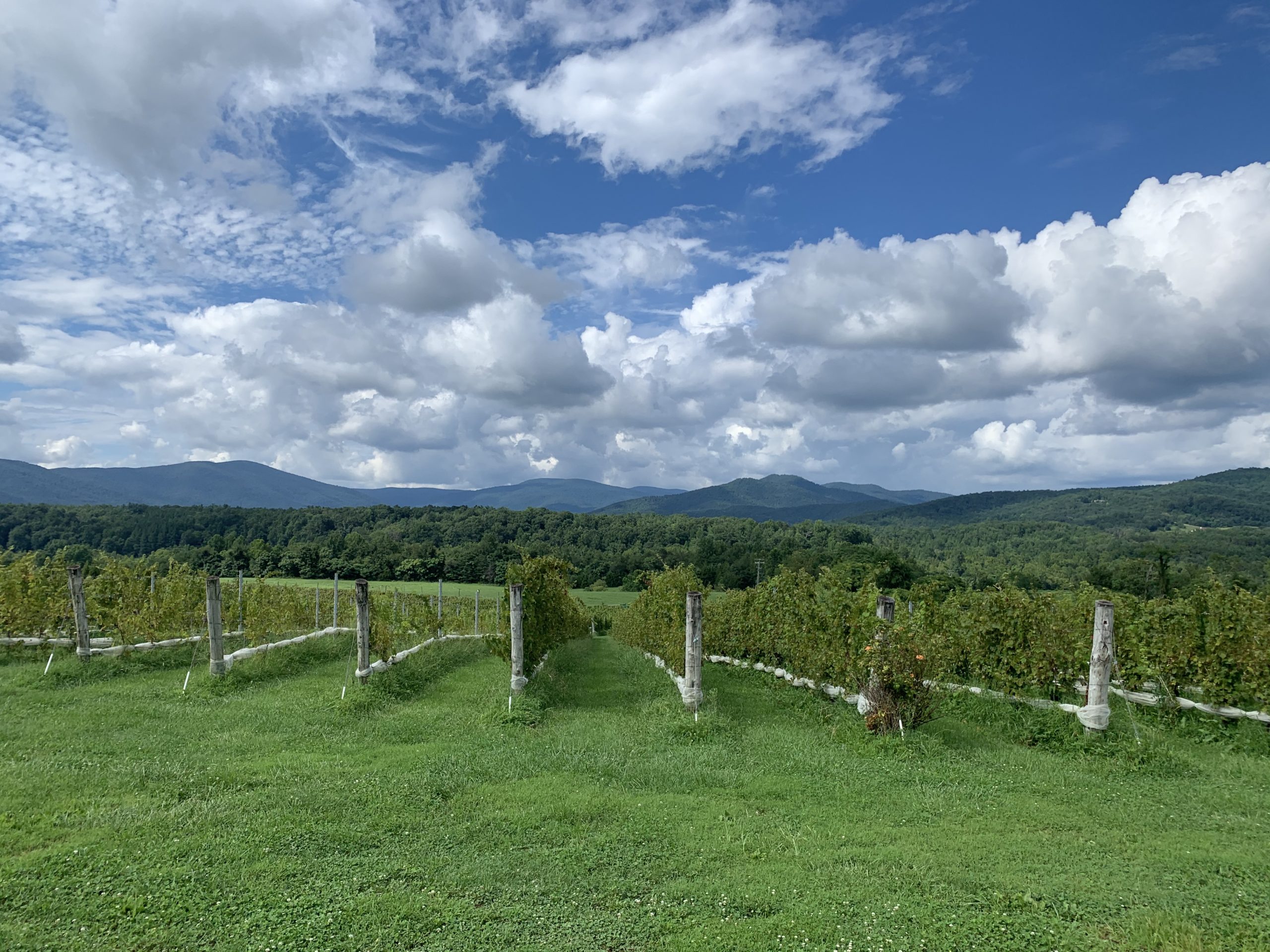 7 Wineries Near Charlottesville You Can Get To in 30 Minutes or Less