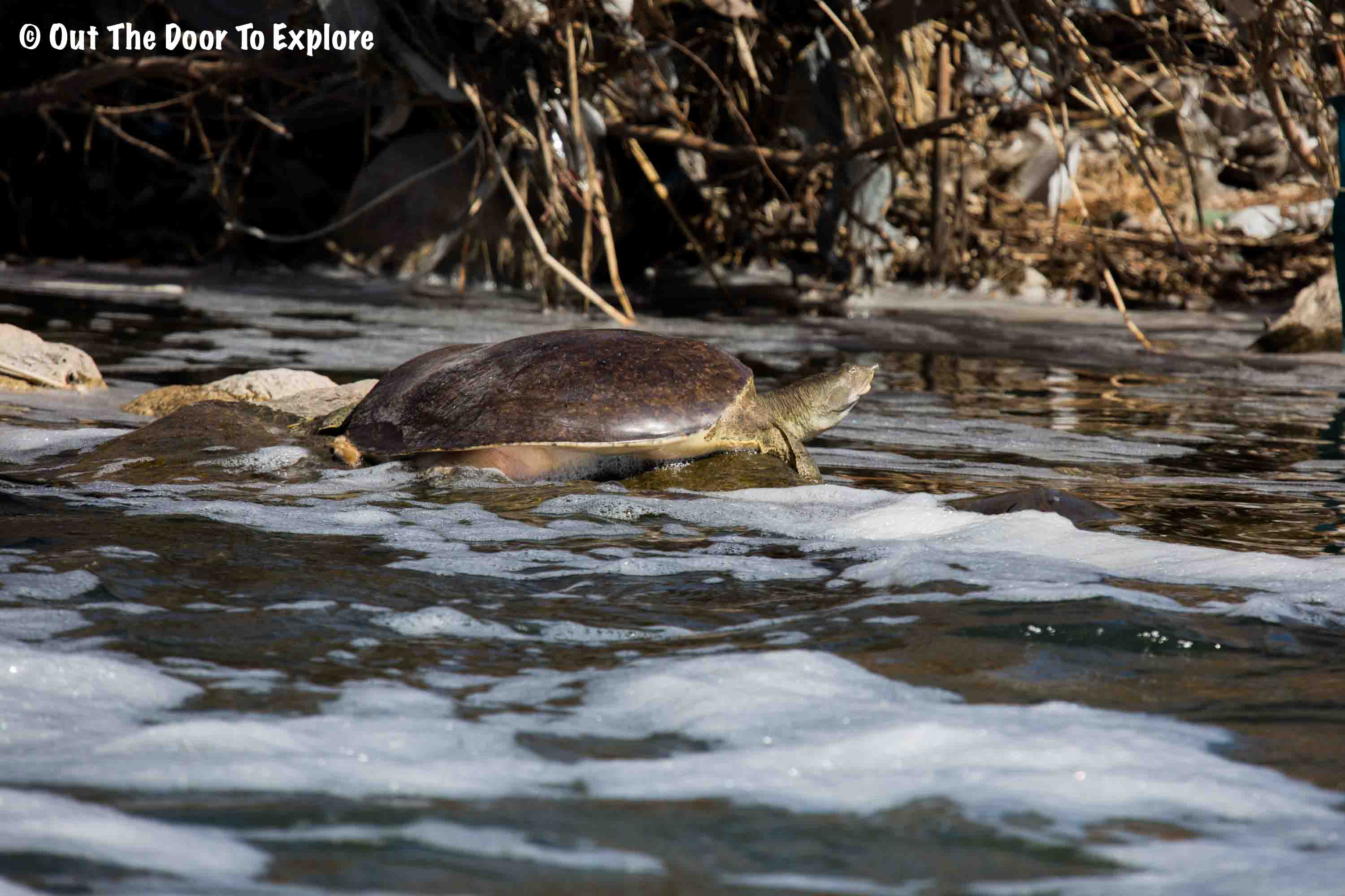 Spiny Softshell Turtle Las Vegas, Nevada USA OUT THE DOOR TO EXPLORE