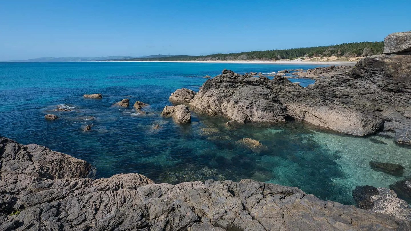 Visiting Te Ārai Beach Auckland, New Zealand Out There Kiwi