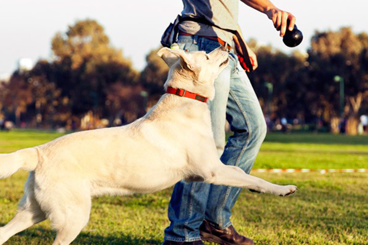 How To A Guide Dog Trainer