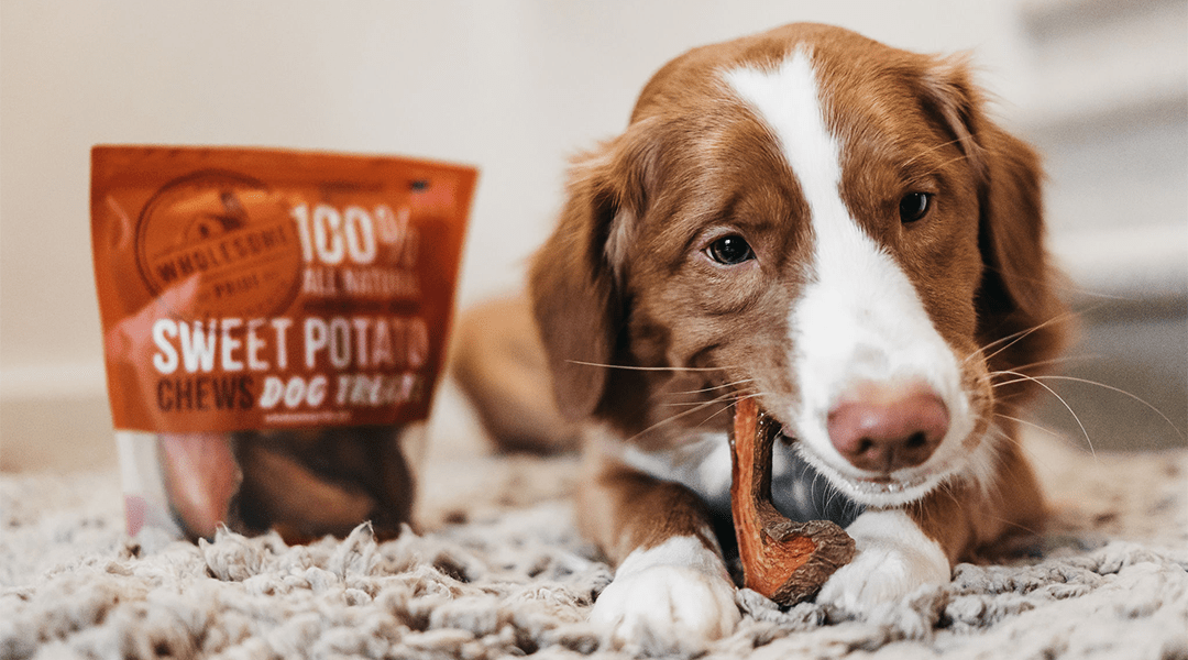SYMPTOMS OF DOG ALLERGIES BuzzWoof by Outward Hound