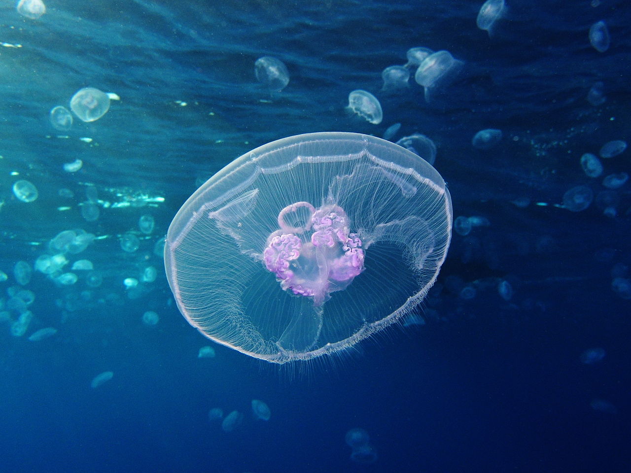 The Moon Jellyfish Has Amazing Superpowers