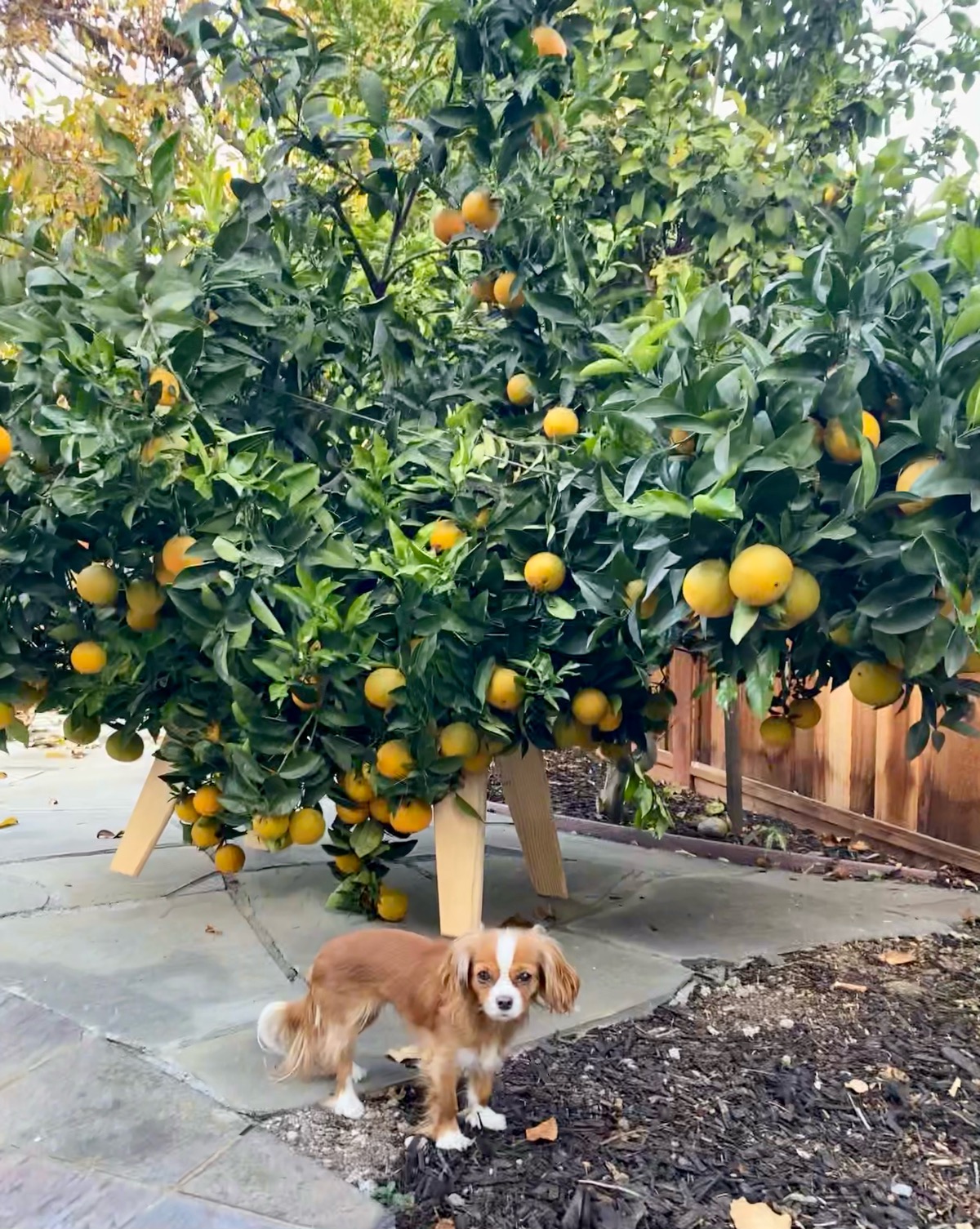 Mulled Apple Cider Recipe Oven Hug