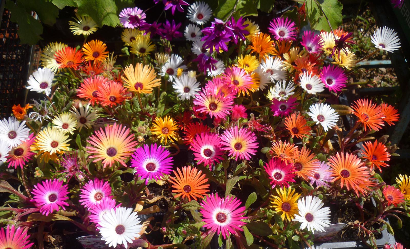 22+ Delightful Plants To Plant In June Inspiratif Design