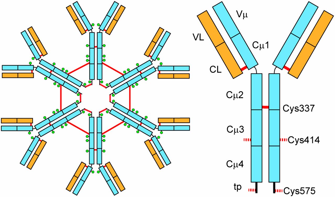 Immunoglobulin M (IgM) Structure and Properties Overall Science