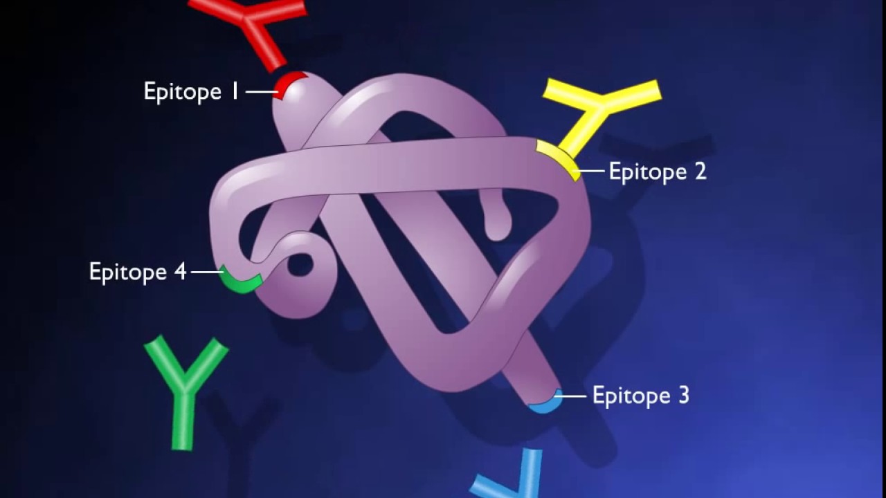 Determinants of antigenicity Overall Science