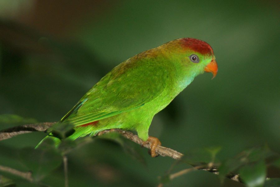 Ceylon Hanging Parrot