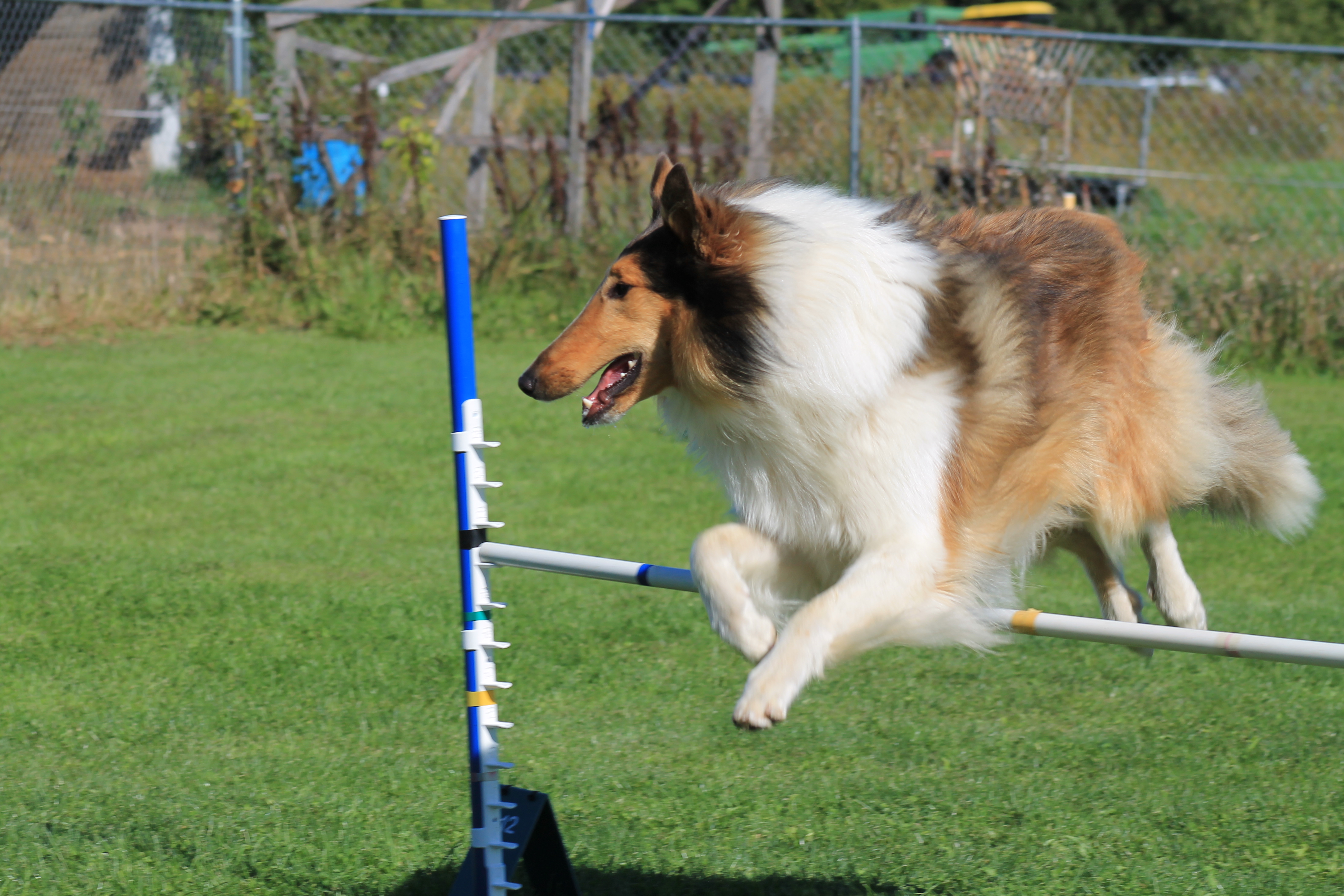 Agility Group Classes Overdale Kennel