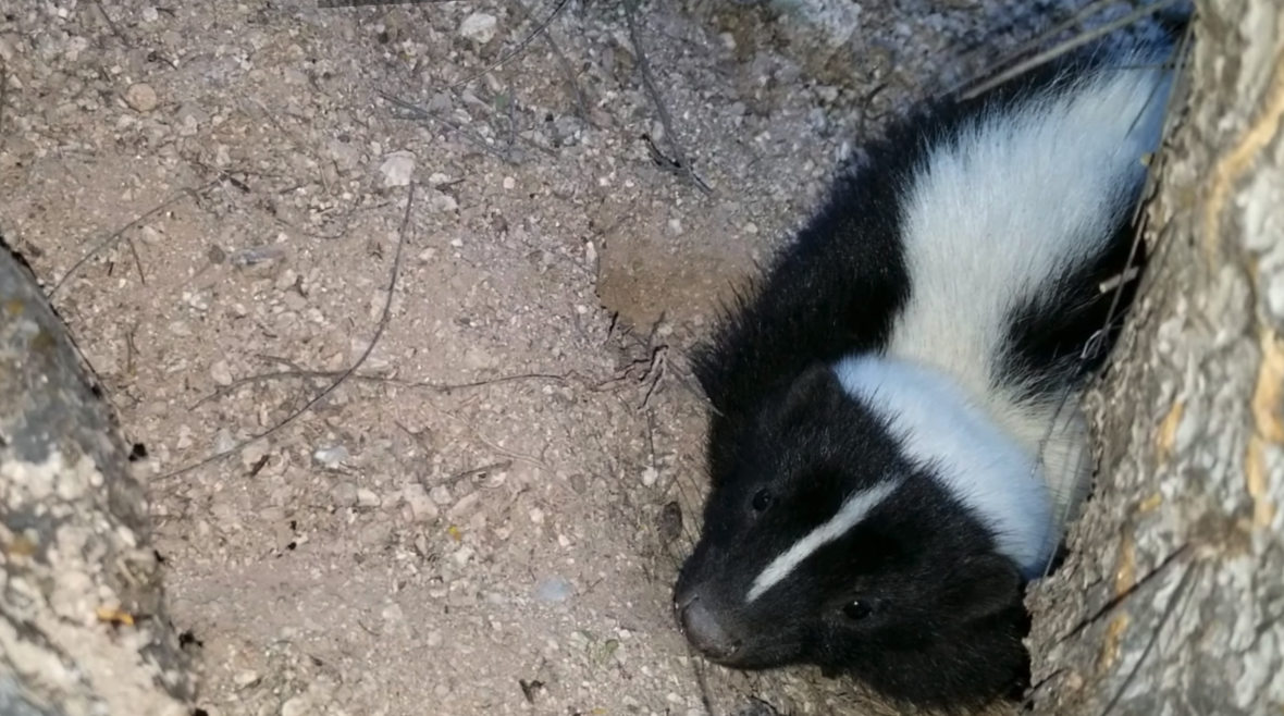Do Skunks Give A Warning Before Spraying