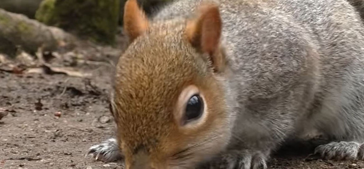 Which Repellents are Effective Against Kansas Squirrel Infestations?