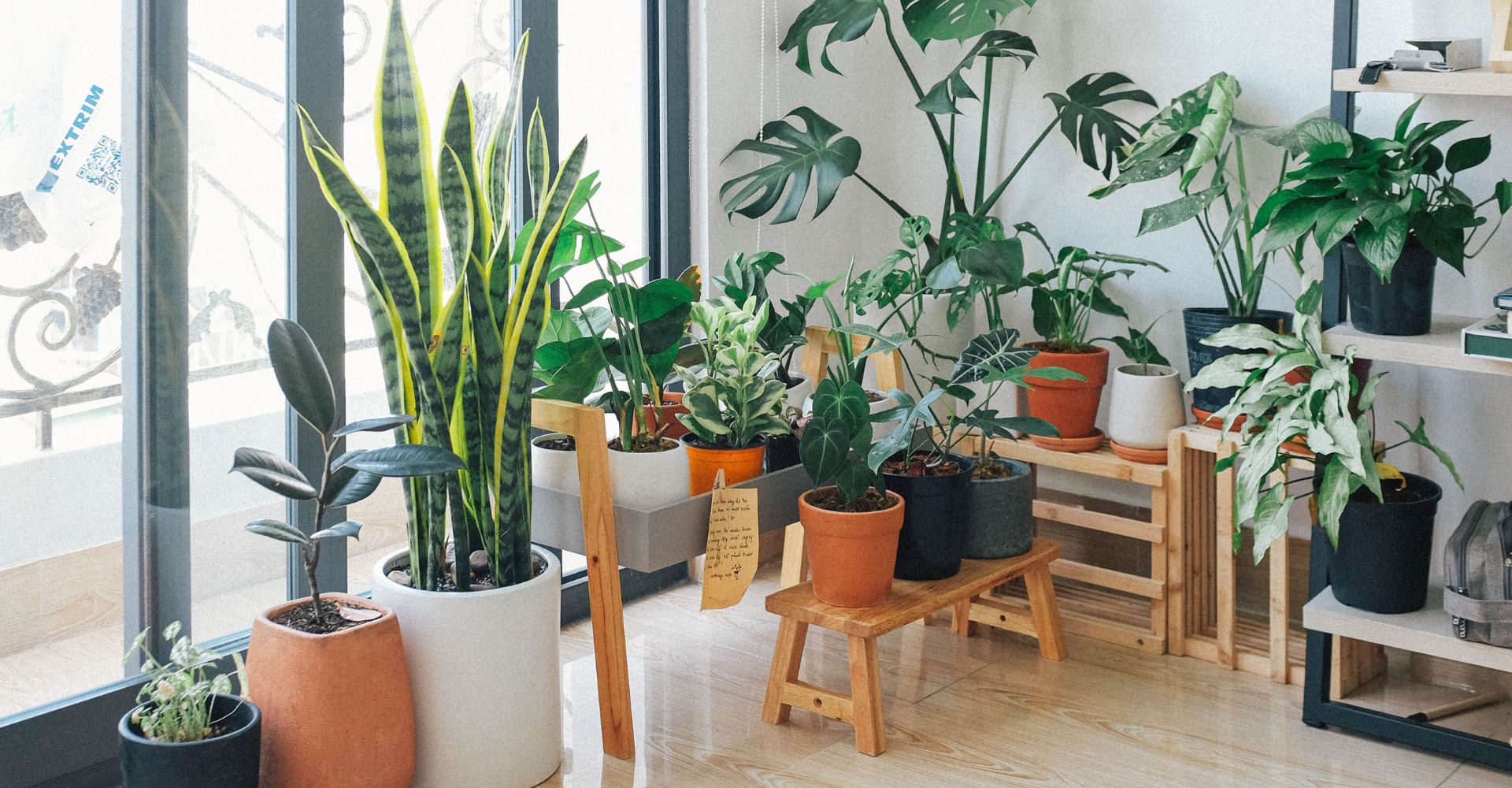 How To Look After Indoor Plants Over'N'Out