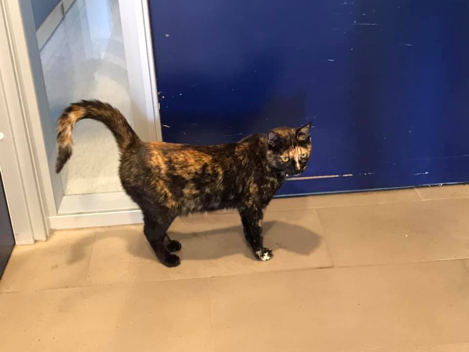 Interlude The Kitten Shortage of Iceland Over the Circle