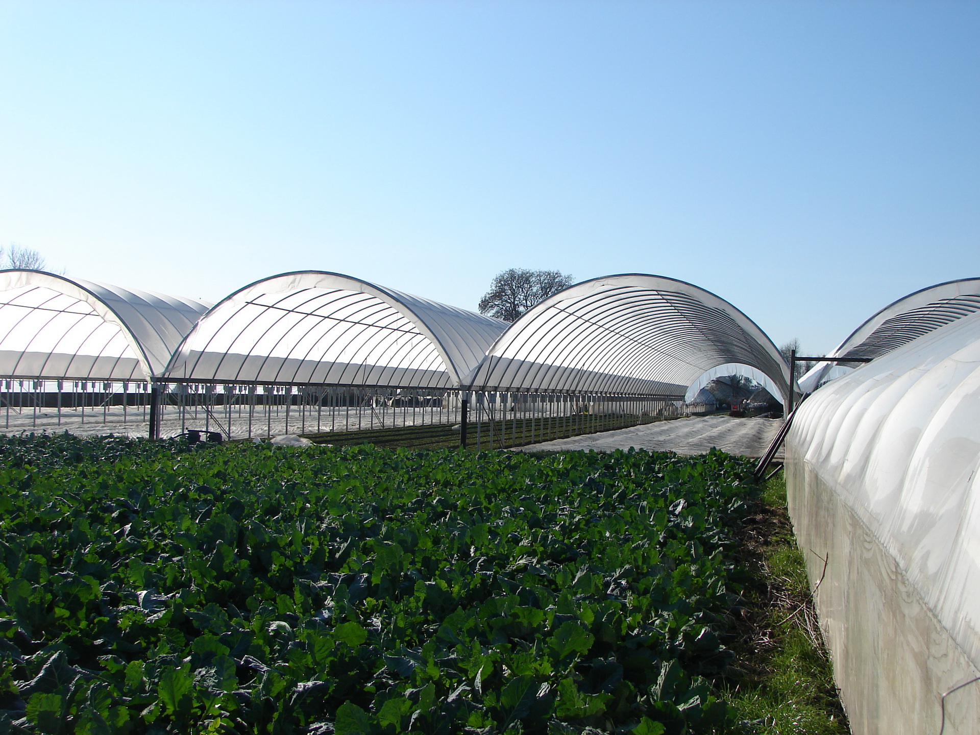 Quonset Oregon Valley Greenhouses