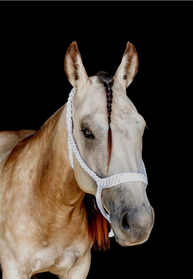 sparkle Ovid Elevator Co.