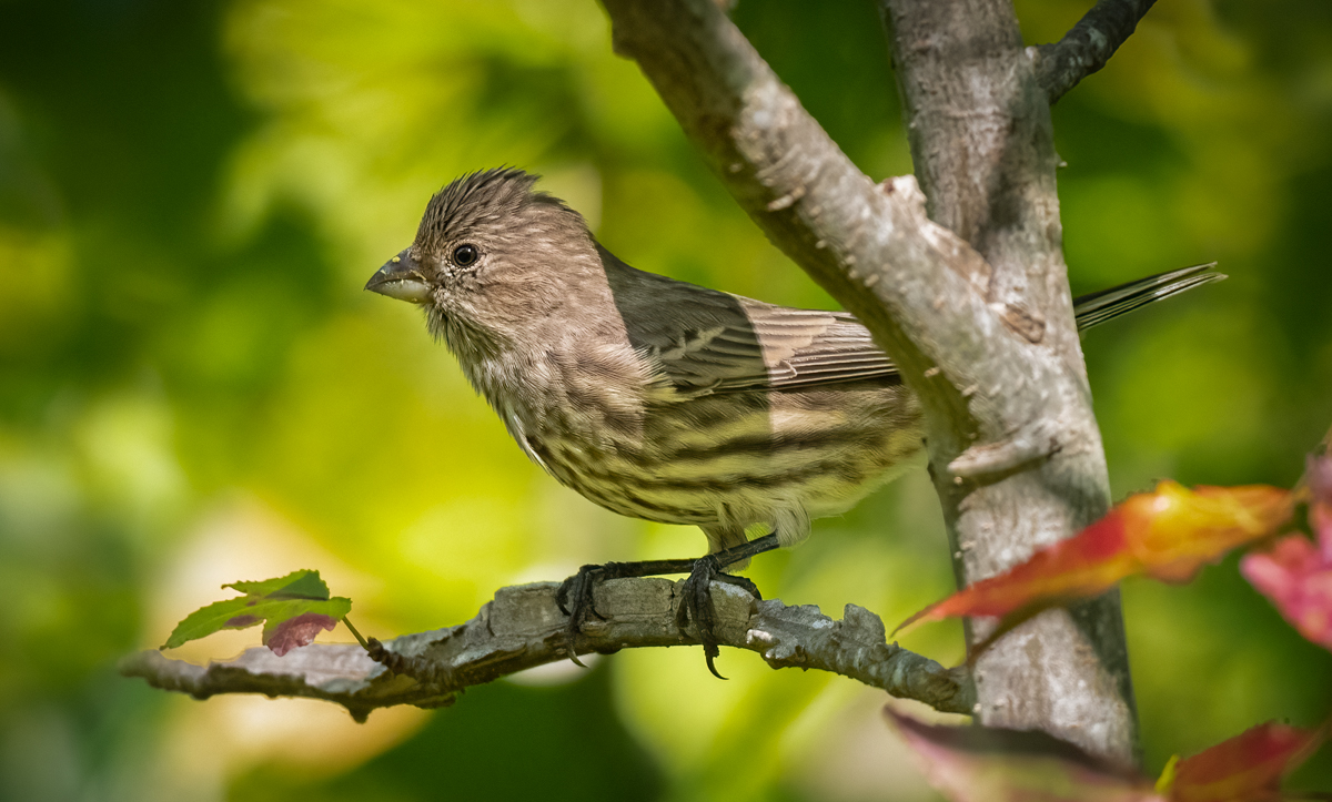 House Finch Owen Deutsch Photography