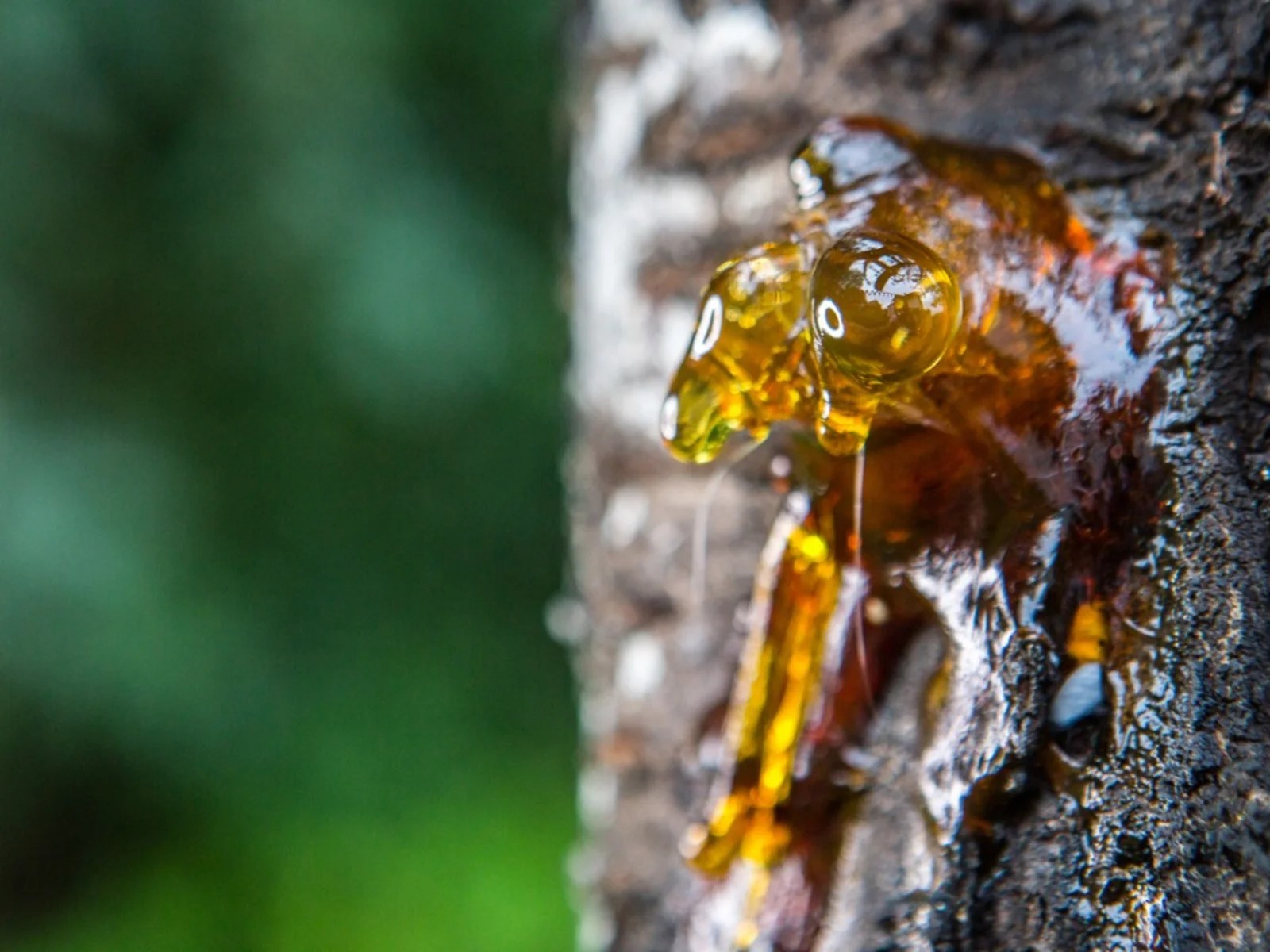 Sap leaking from tree