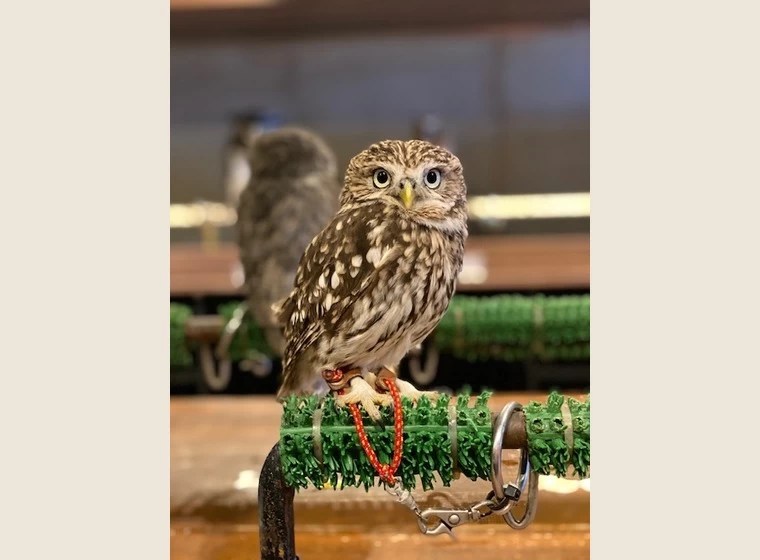【NEW】コキンメフクロウ 2019年うまれ ふくろう(猛禽類) 関西･大阪でフクロウ(ふくろう)など珍しい