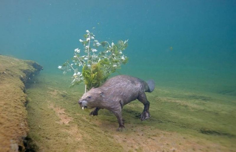Photographer captures best underwater beaver shot ever! Owl Connected